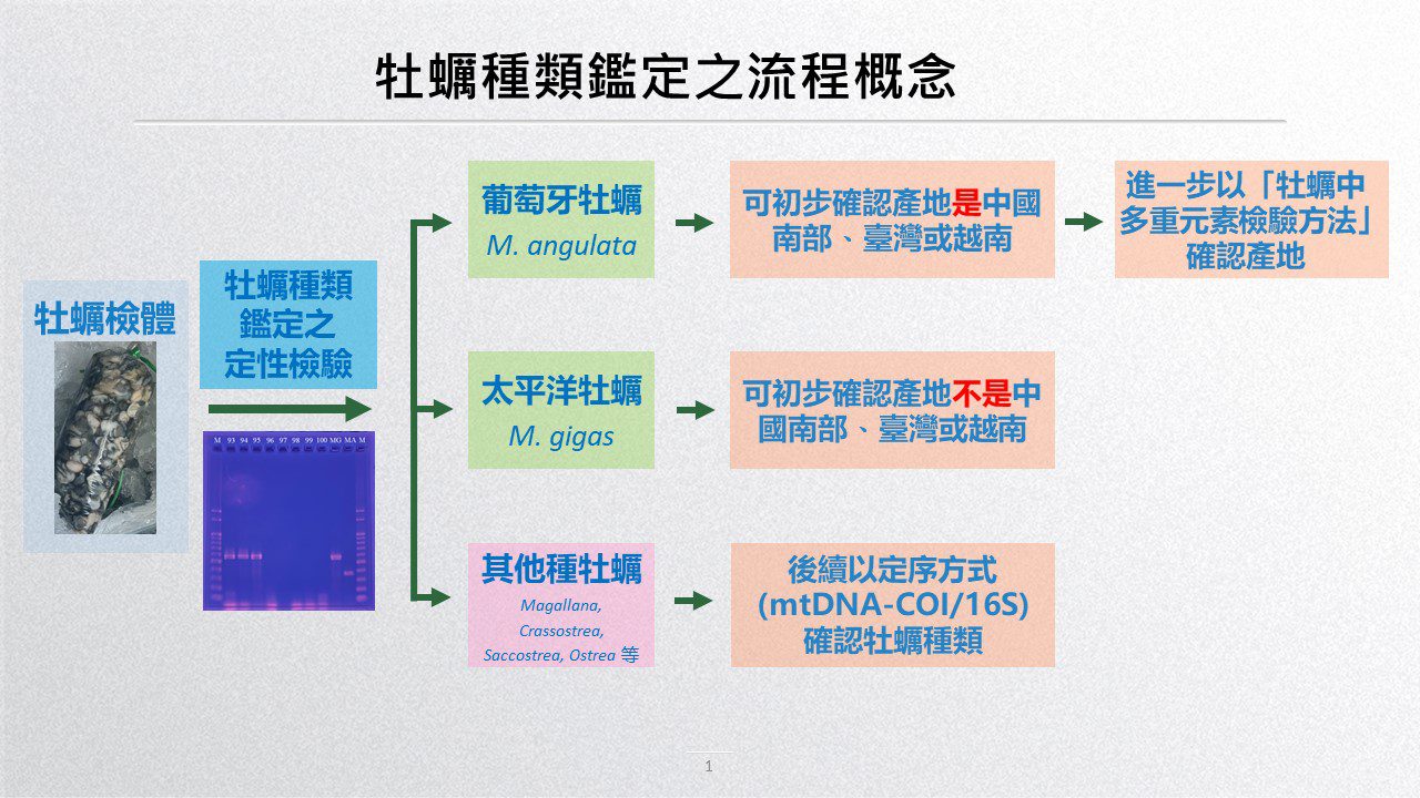 國內外牡蠣多重特徵元素資料庫建置-1